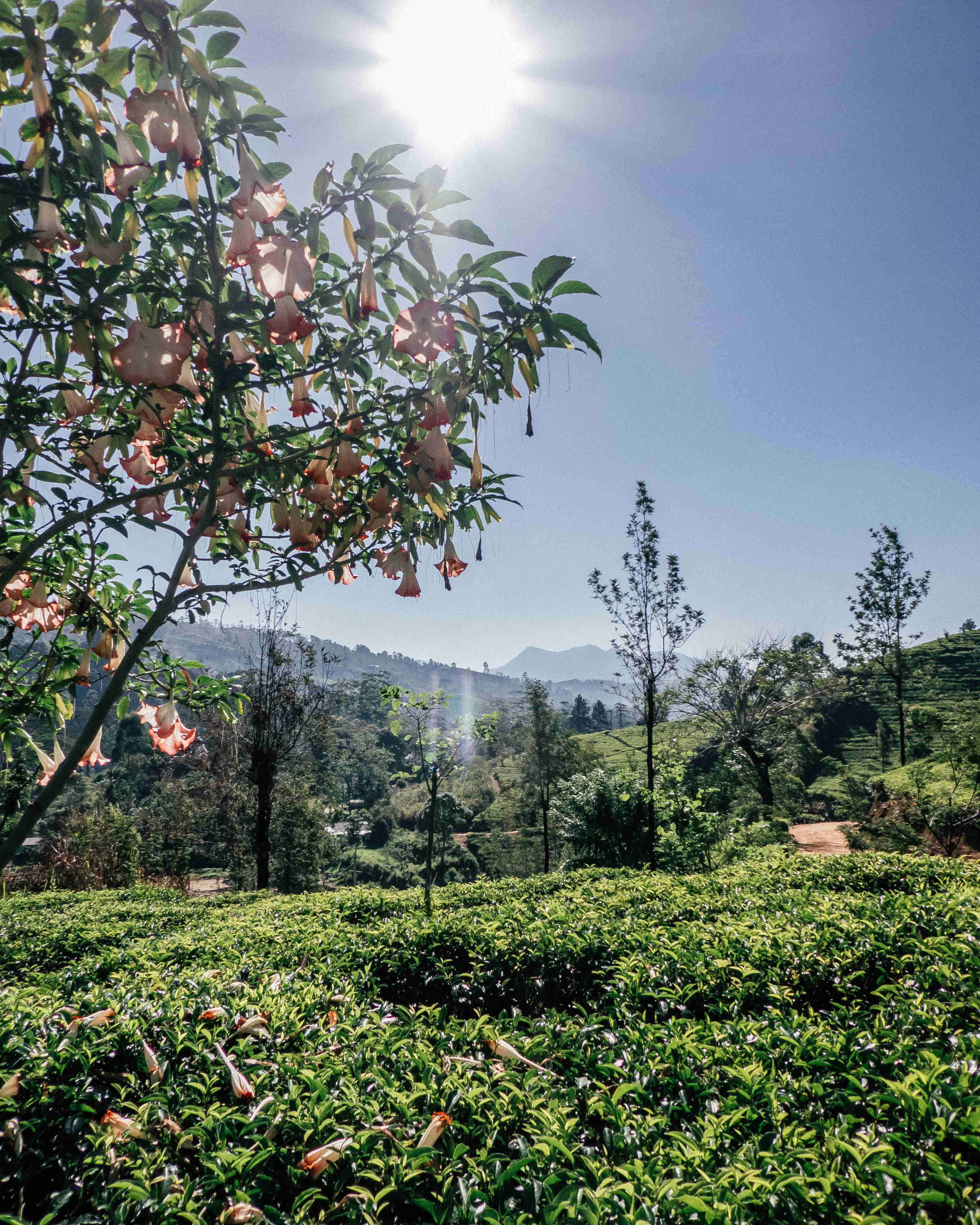 ceylon tea trails plantation