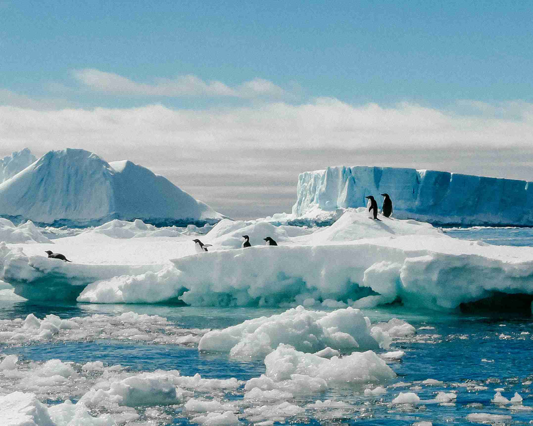 Penguins in Antarctica