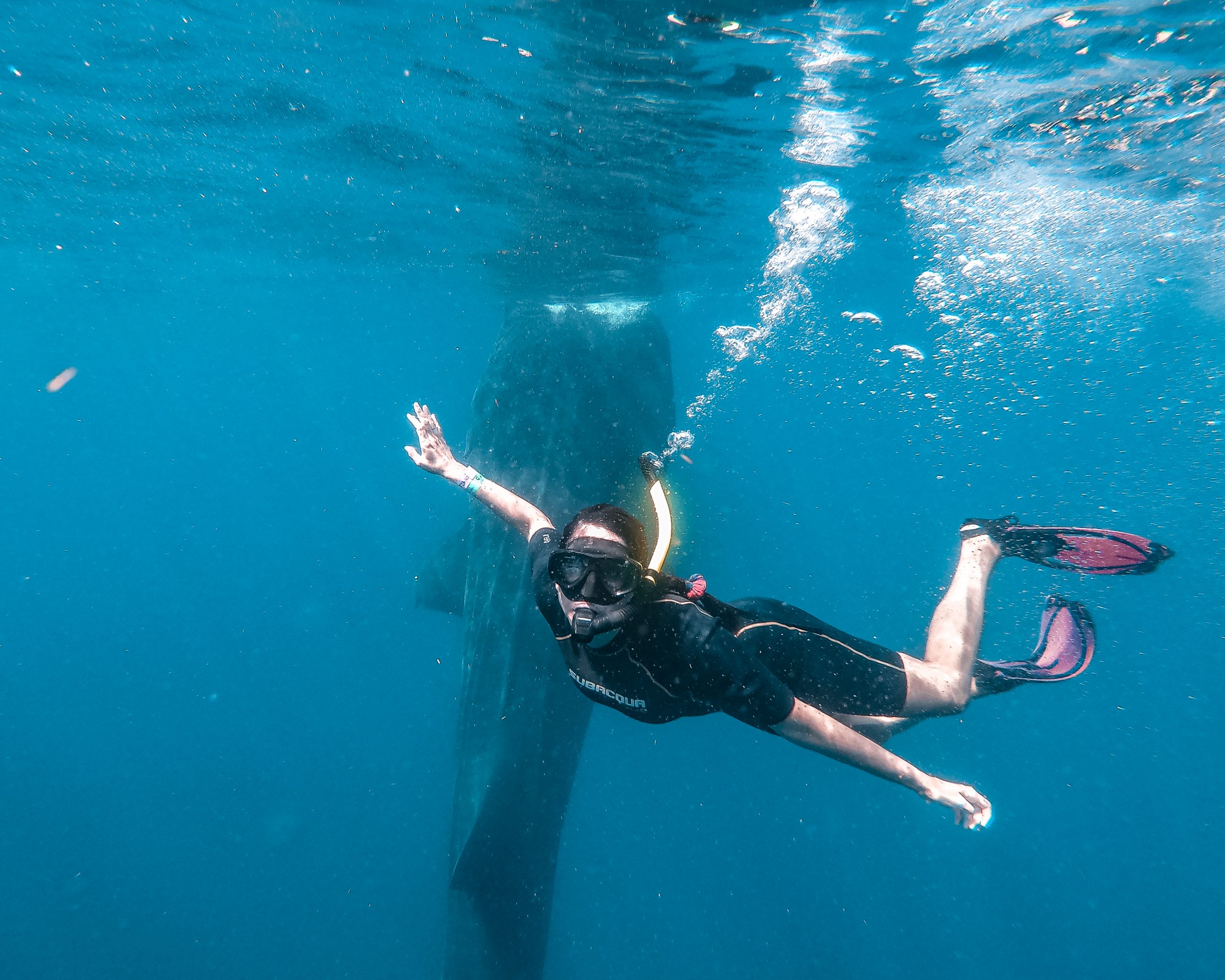 whale shark cancun