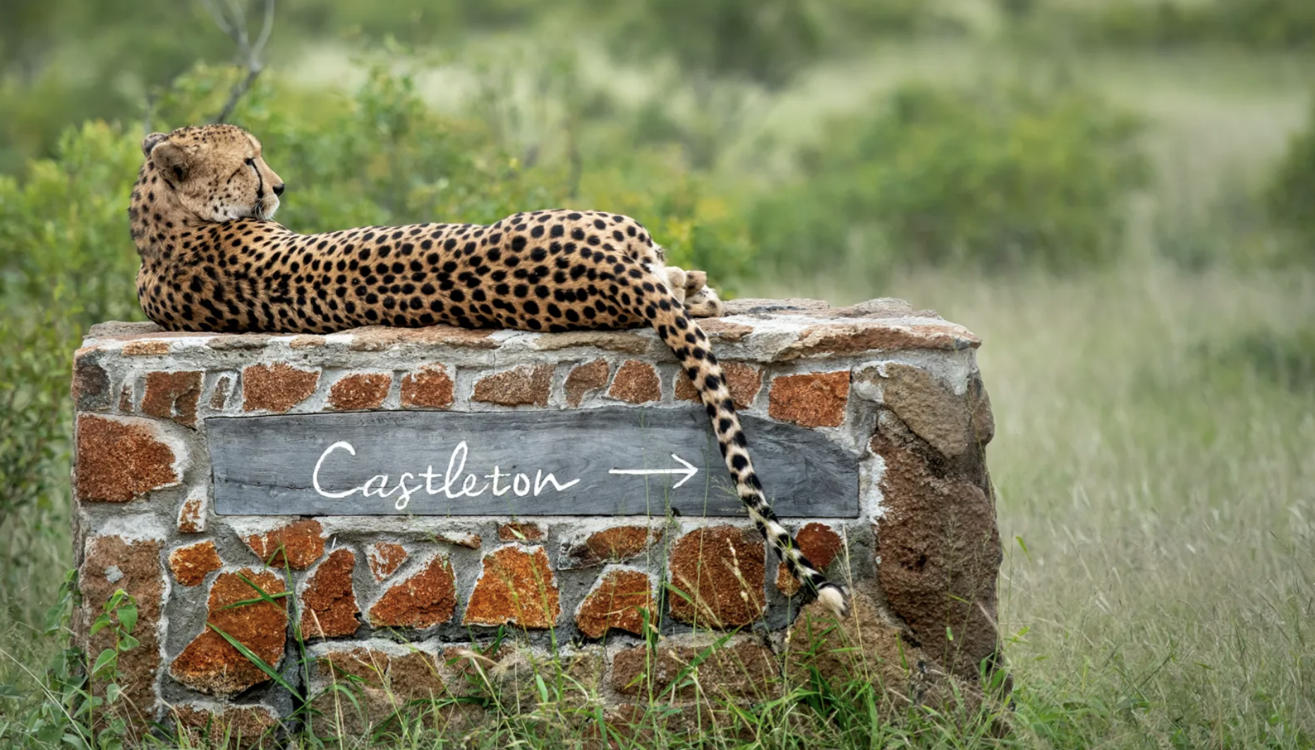singita castleton lodge