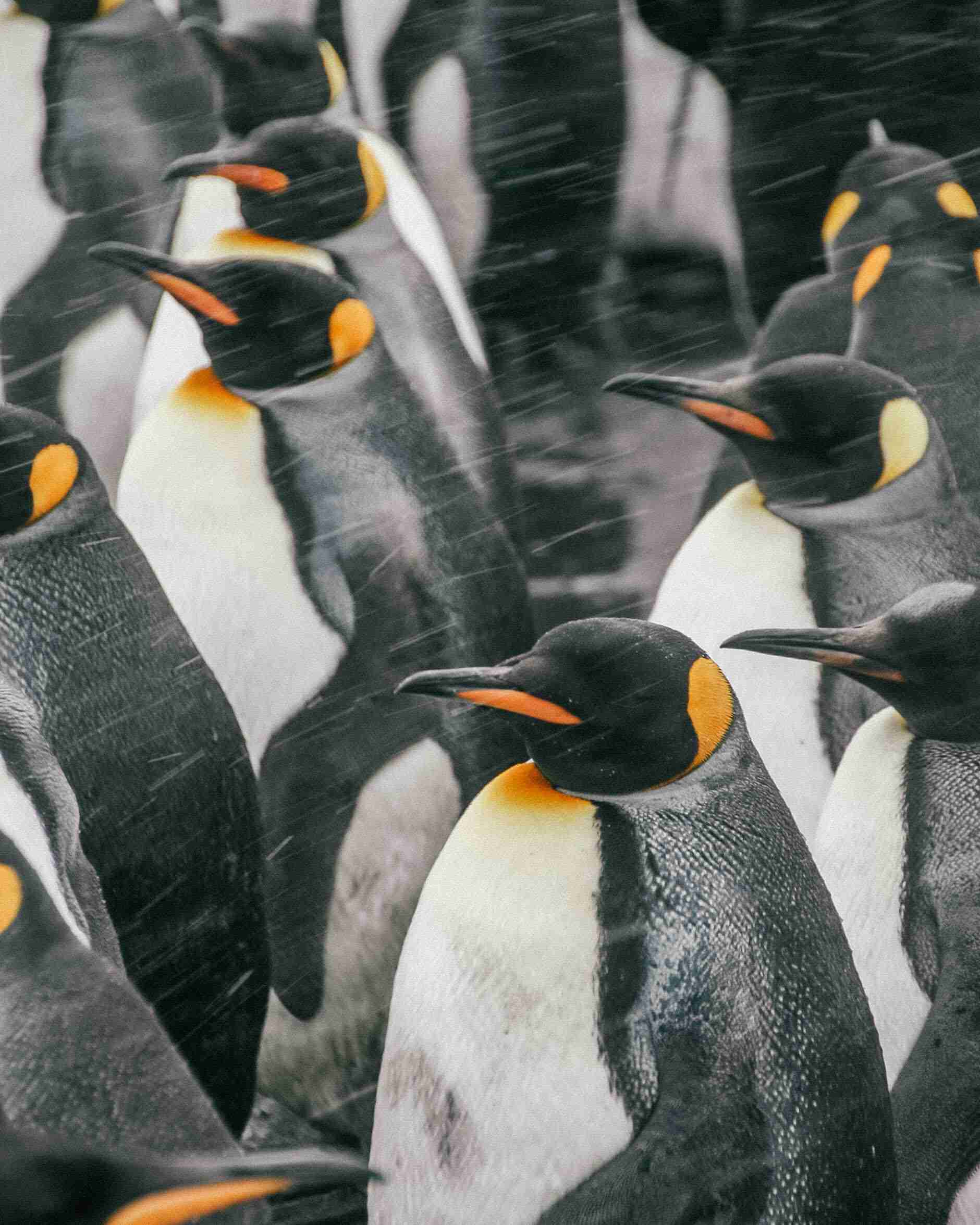 antarctica penguins