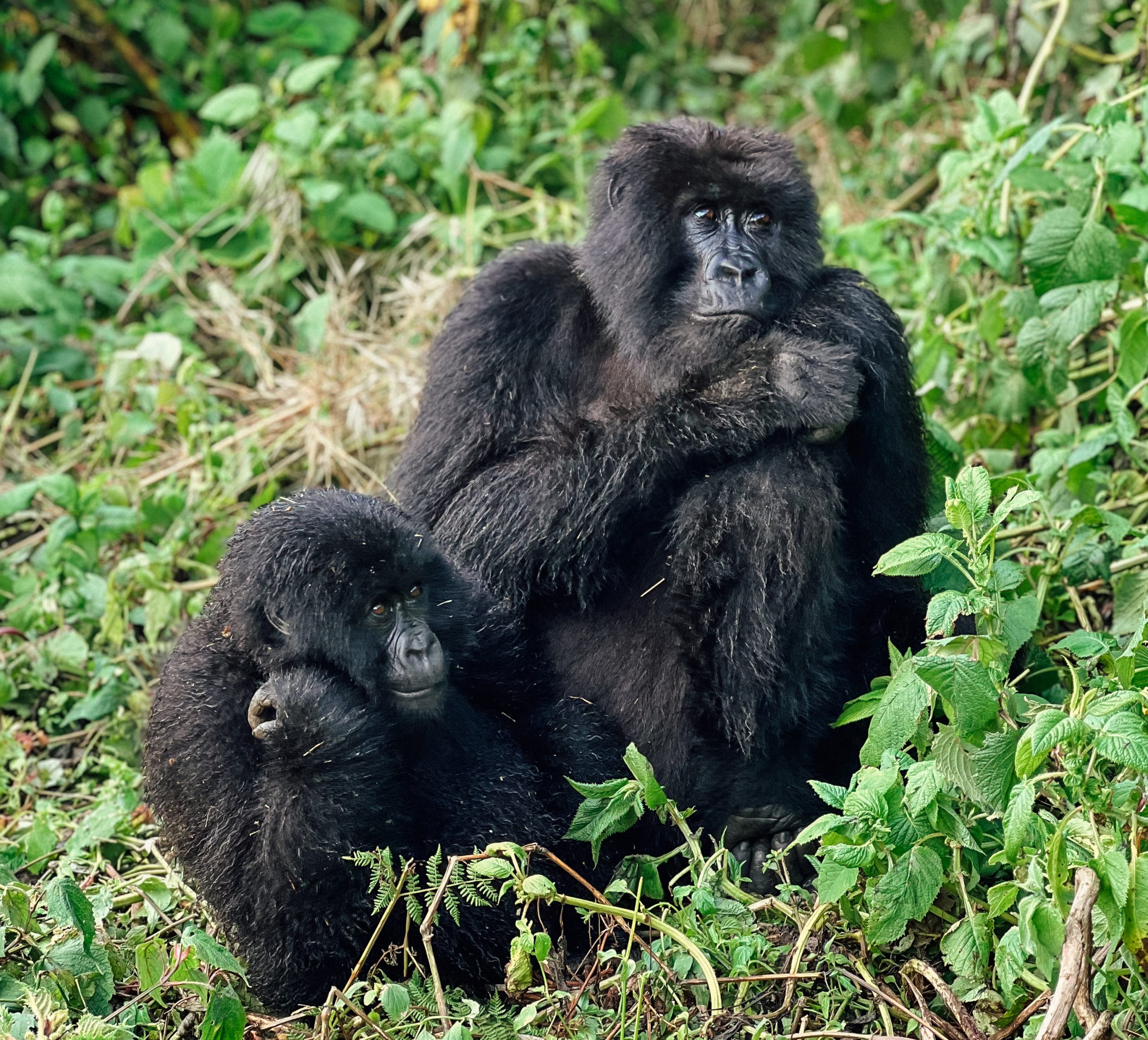 two gorillas sitting in jungle rwanda