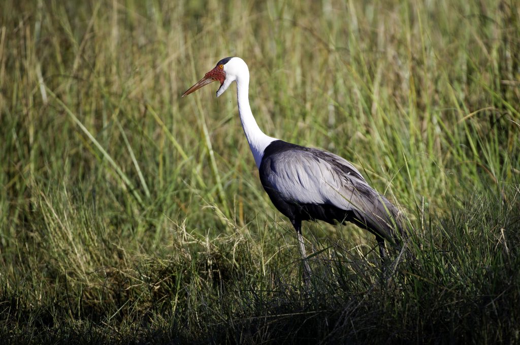 Botswana