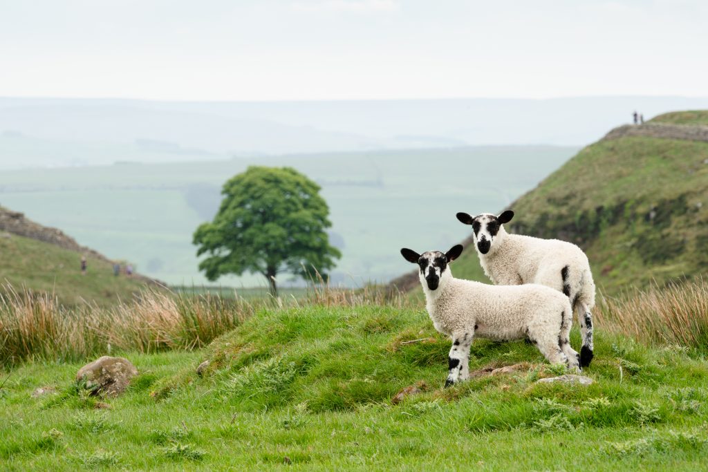 English Countryside