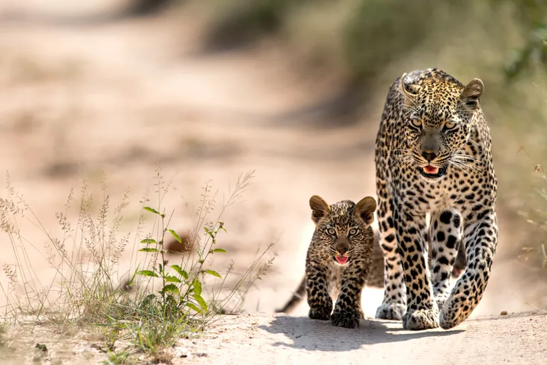 Singita