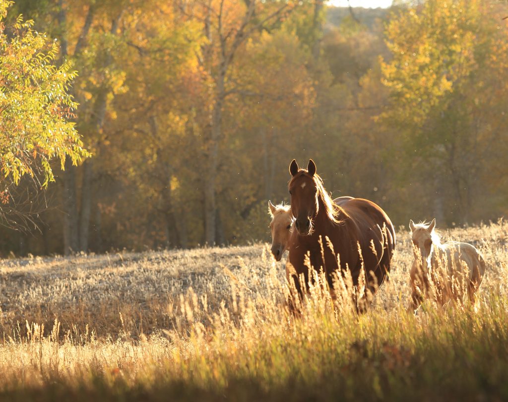 Wyoming